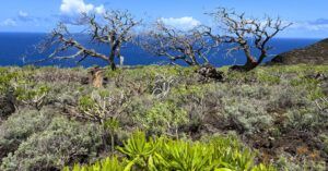 El Sabinar. Viaje a El Hierro, Islas Canarias.