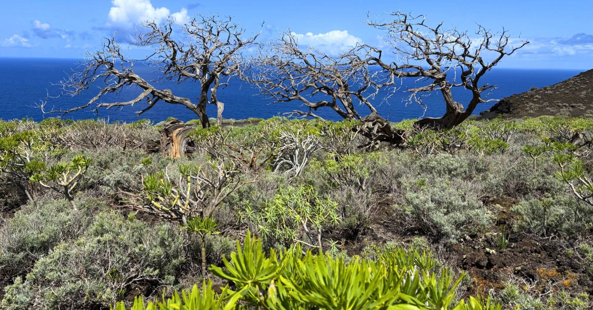 El Sabinar. Viaje a El Hierro, Islas Canarias.