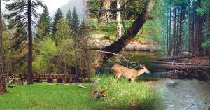 El Valle del Parque Nacional de Yosemite. California, Estados Unidos.