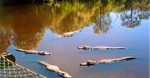 Estanque de Caimanes. Parque Nacional de Everglades. Florida, Estados Unidos.