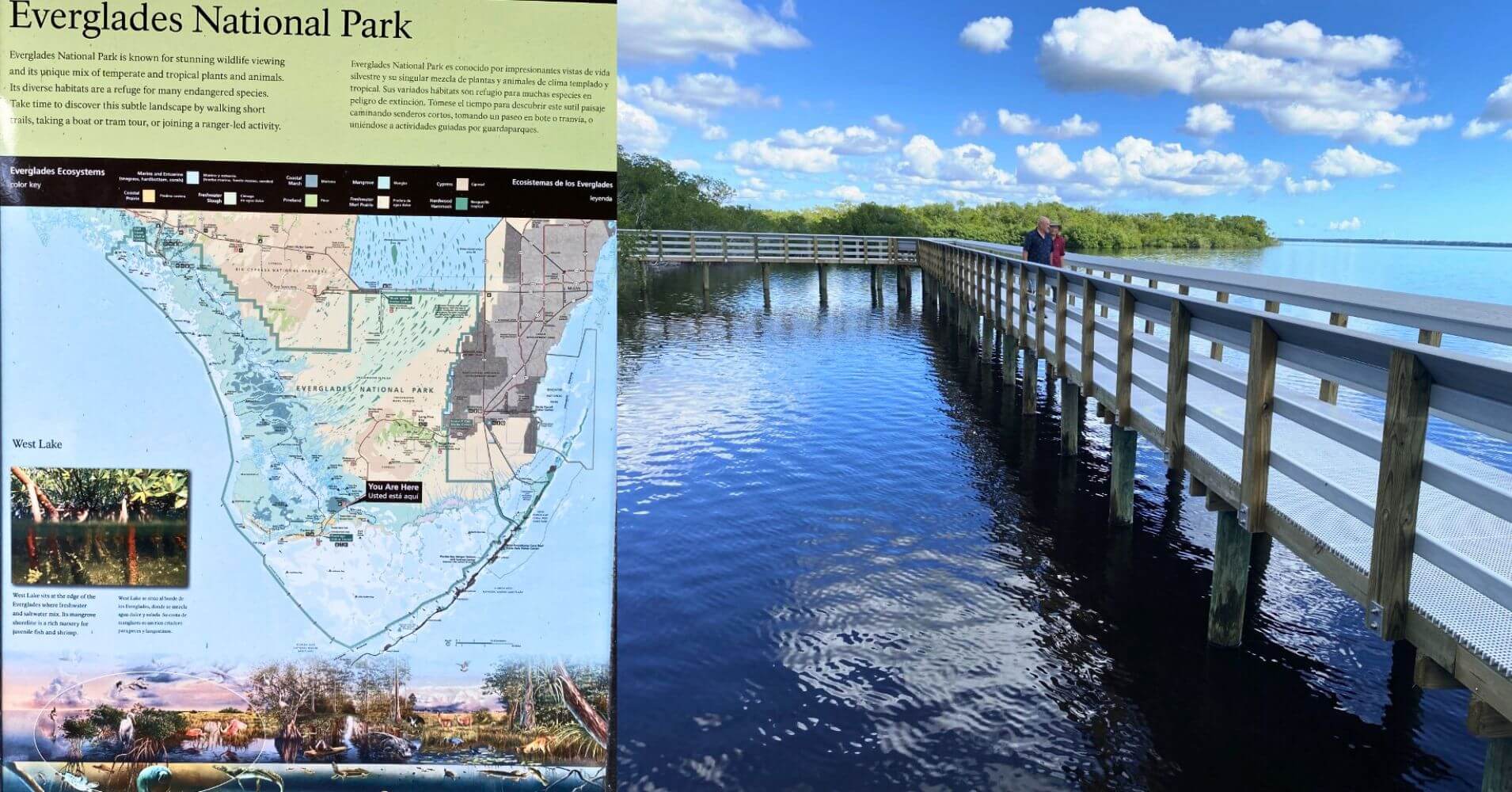 Everglades National Park. West Lake, Florida. Estados Unidos.