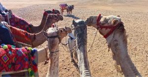 Excursión en Camello por el Desierto. Egipto.