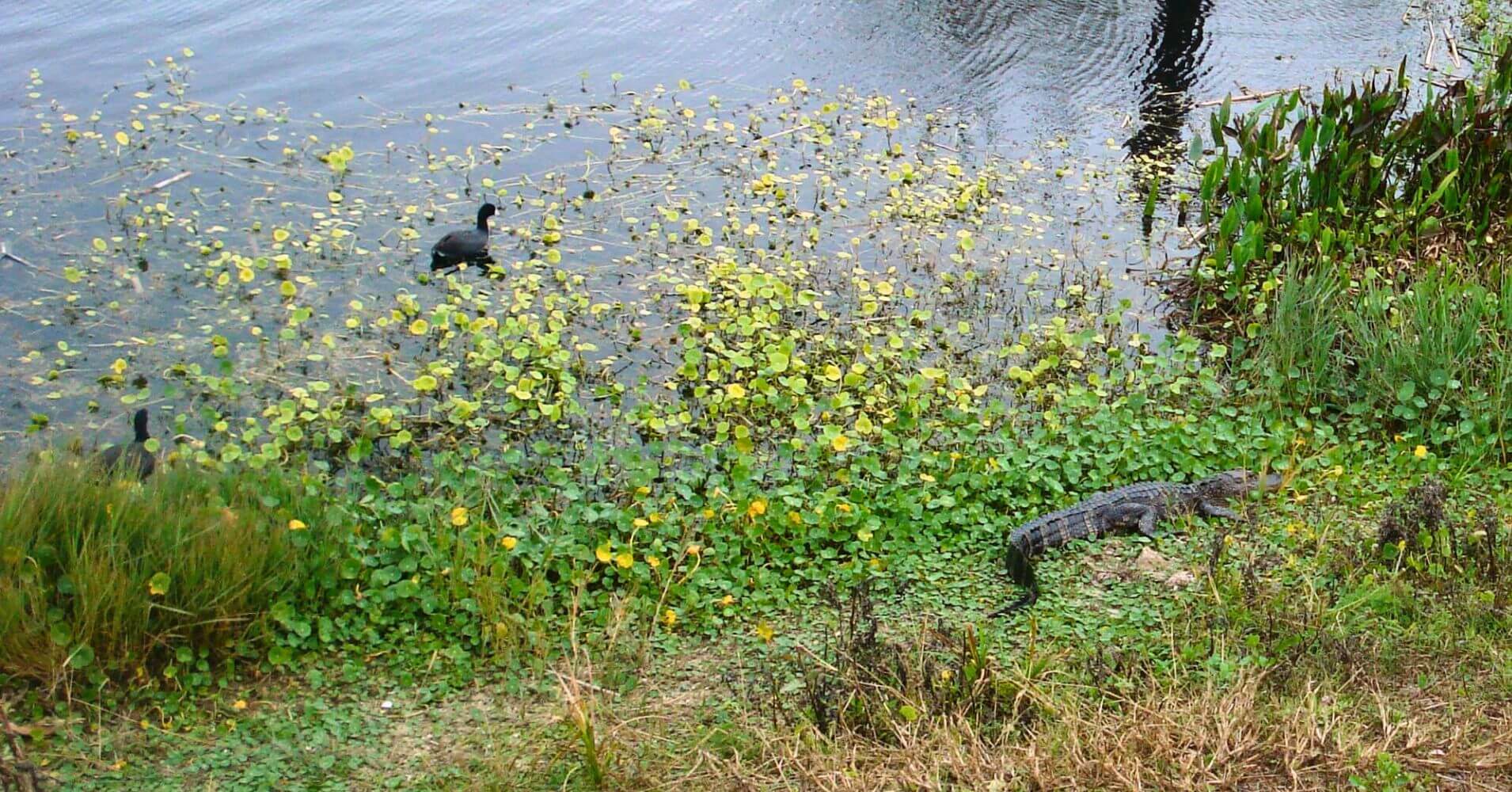 Fauna de Ritch Grissom Memorial Wetlands. Brevard, Melbourne. Florida, Estados Unidos.