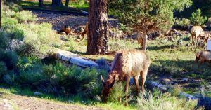 Fauna del Gran Cañón del Colorado. Arizona, Estados Unidos.