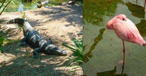 Fauna del Parque Nacional de Everglades. Florida, Estados Unidos.
