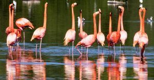 Flamencos Rosados en Los Cayos de Los Jardines del Rey, Cuba.