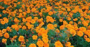 Flores de los Jardines de Parques Disney. Orlando, Florida. Estados Unidos.