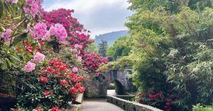 Flores de Tollymore Forest Park. Irlanda del Norte y Juego de Tronos.