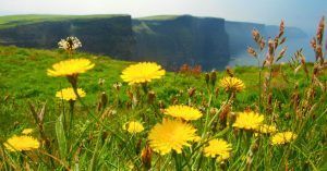 Flores en los Acantilados de Moher. Doolin, El Burren. Condado de Clare. Irlanda.