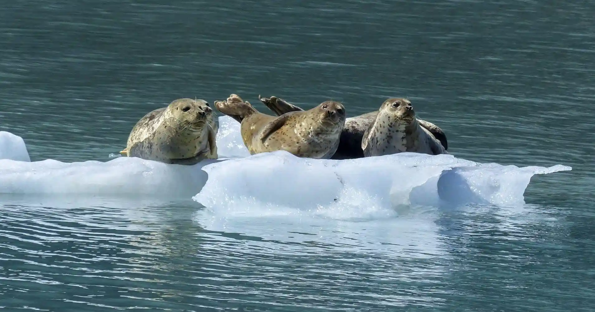 Focas en Iceberg en Alaska. Estados Unidos.