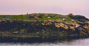 Focas en la Isla de Skye. Escocia.
