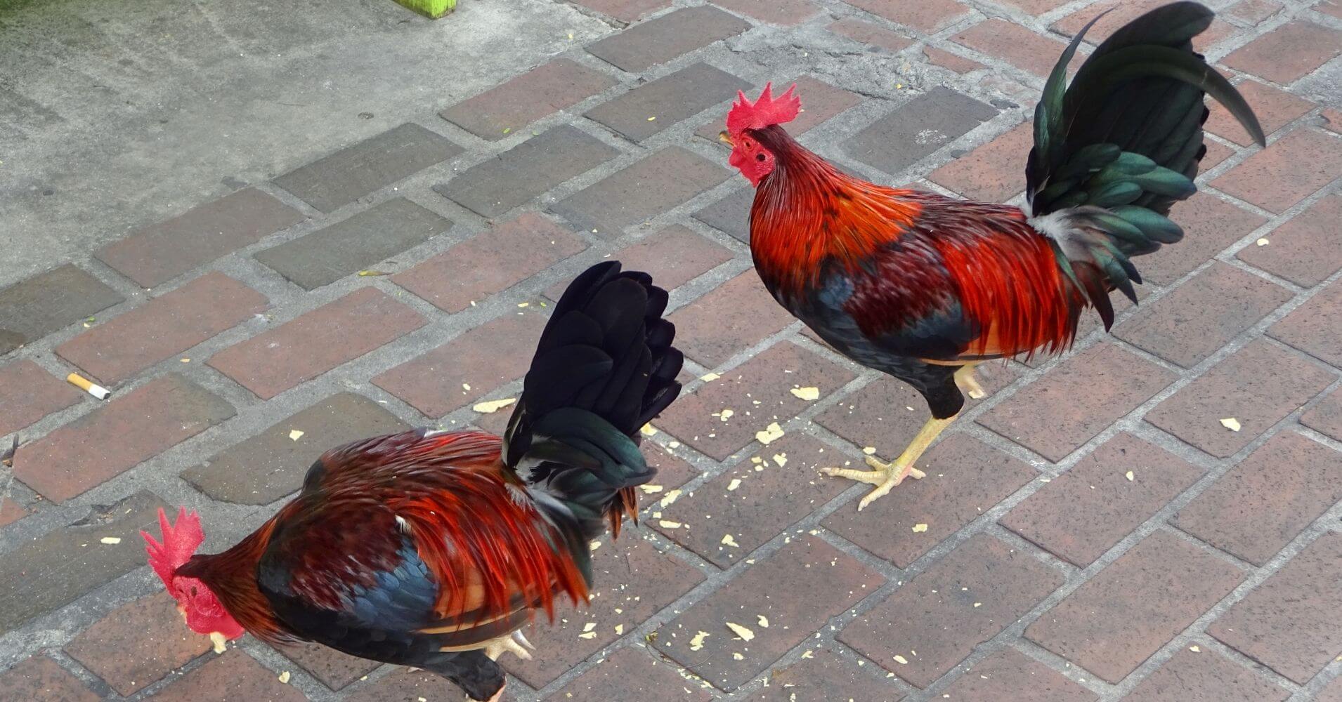 Gallos sueltos en Key West Cayos de Florida. Estados Unidos.