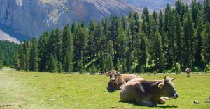 Ganado vacuno en el Ibón de Plan. Saravillo. Huesca. Aragón.