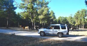 Ganado Vacuno en los Bosques de Pino Negral de Las Navas del Marqués. Ávila, Castilla y León.