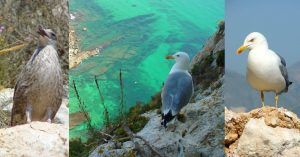 Gaviota Patiamarilla. Parque Natural del Peñón de Ifach. Calpe, Alicante. Comunidad Valenciana.
