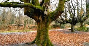 Hayedo de Otzarreta. Parque Natural de Gorbea. País Vasco.