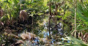 Humedal del Santuario del Bosque Encantado. Revard, Titusville. Florida.