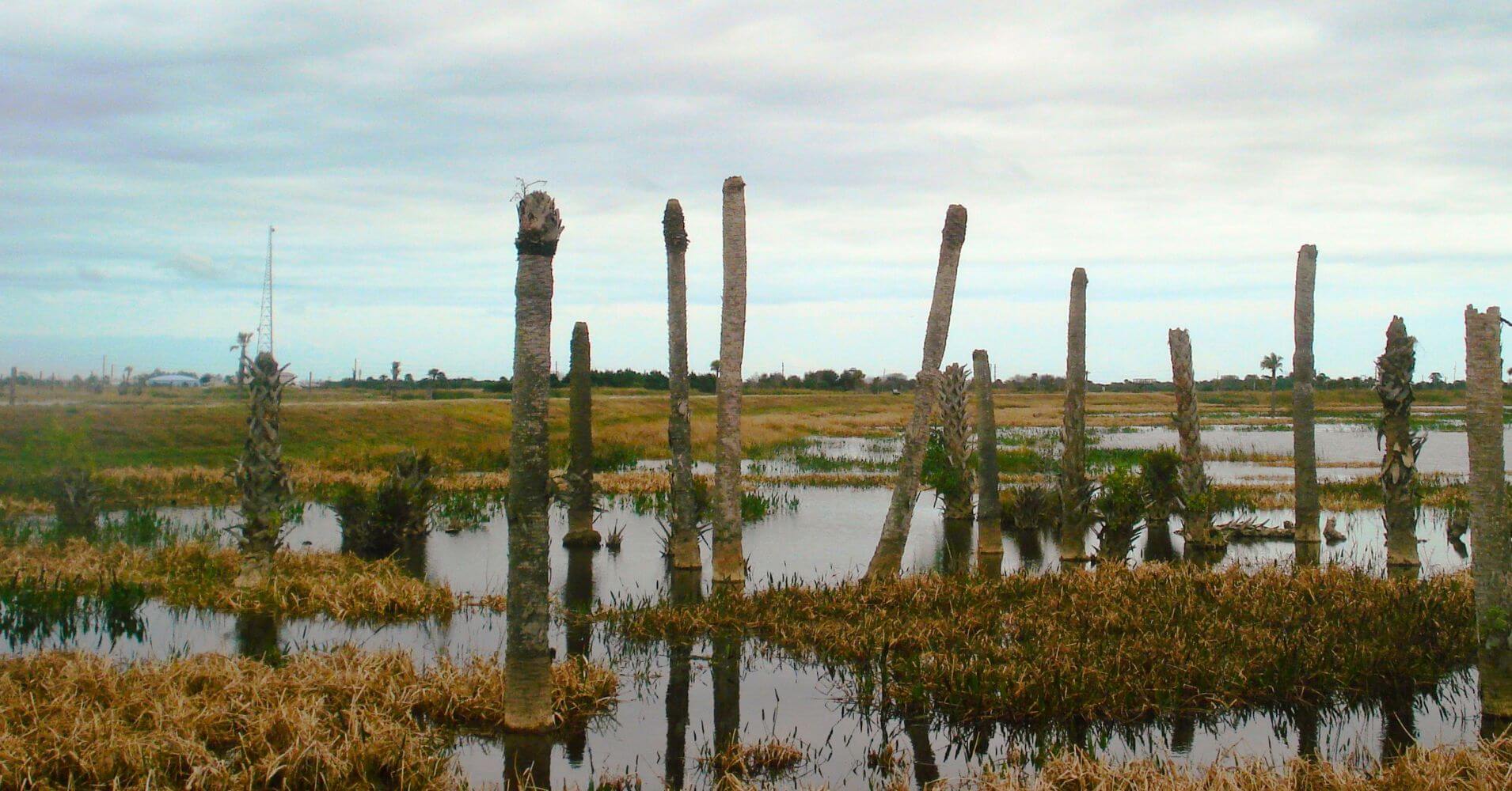 Humedales de Ritch Grissom Memorial Wetlands. Brevard, Melbourne. Florida, Estados Unidos.