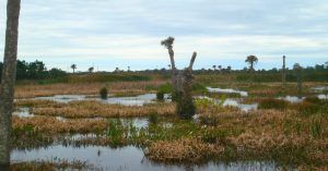 Humedales de Viera. Ritch Grissom Memorial Wetlands. Brevard, Melbourne. Florida.