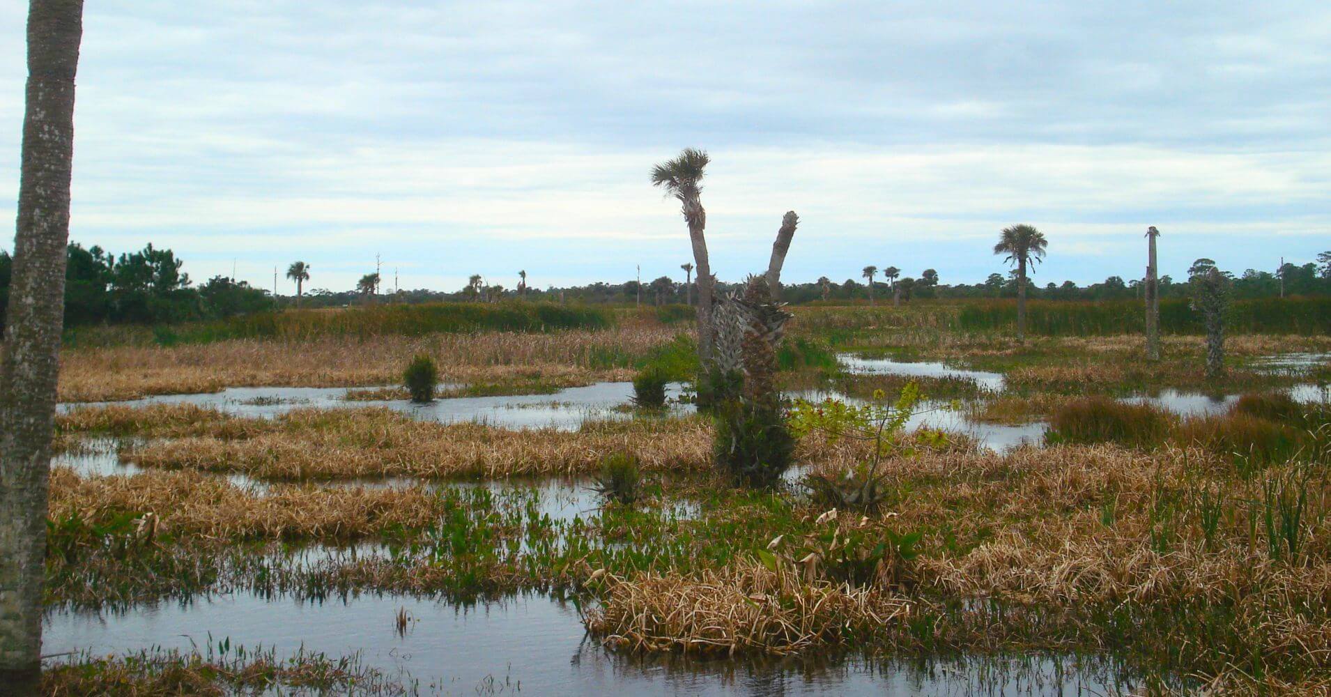 Humedales de Viera. Ritch Grissom Memorial Wetlands. Brevard, Melbourne. Florida.