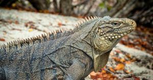 Iguana de Los Cayos de Jardines del Rey, Cuba.