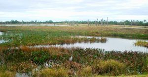 Islas de Ritch Grissom Memorial Wetlands. Brevard, Melbourne. Florida. Estados Unidos.