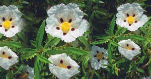 Jara en Flor del Parque Nacional de Monfragüe. Cáceres, Extremadura.