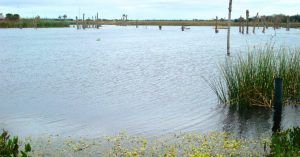 Laguna de Ritch Grissom Memorial Wetlands. Brevard. Melbourne. Florida. Estados Unidos.