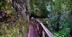 Laurisilva del Canal de los Tilos. La Palma, Islas Canarias.
