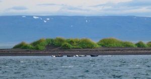 Leones Marinos en Osar. Península de Vatnsnes. Norðurland Vestra. Islandia.