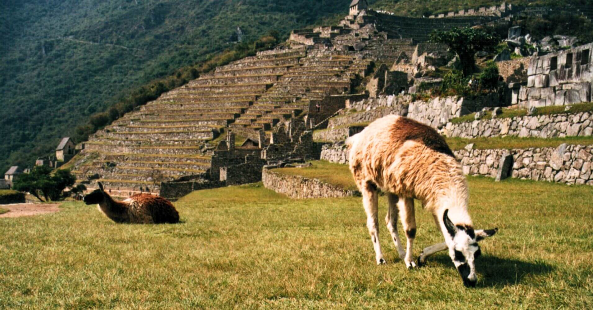 Llama en la Ciudad Inca de Machu Picchu. Perú.