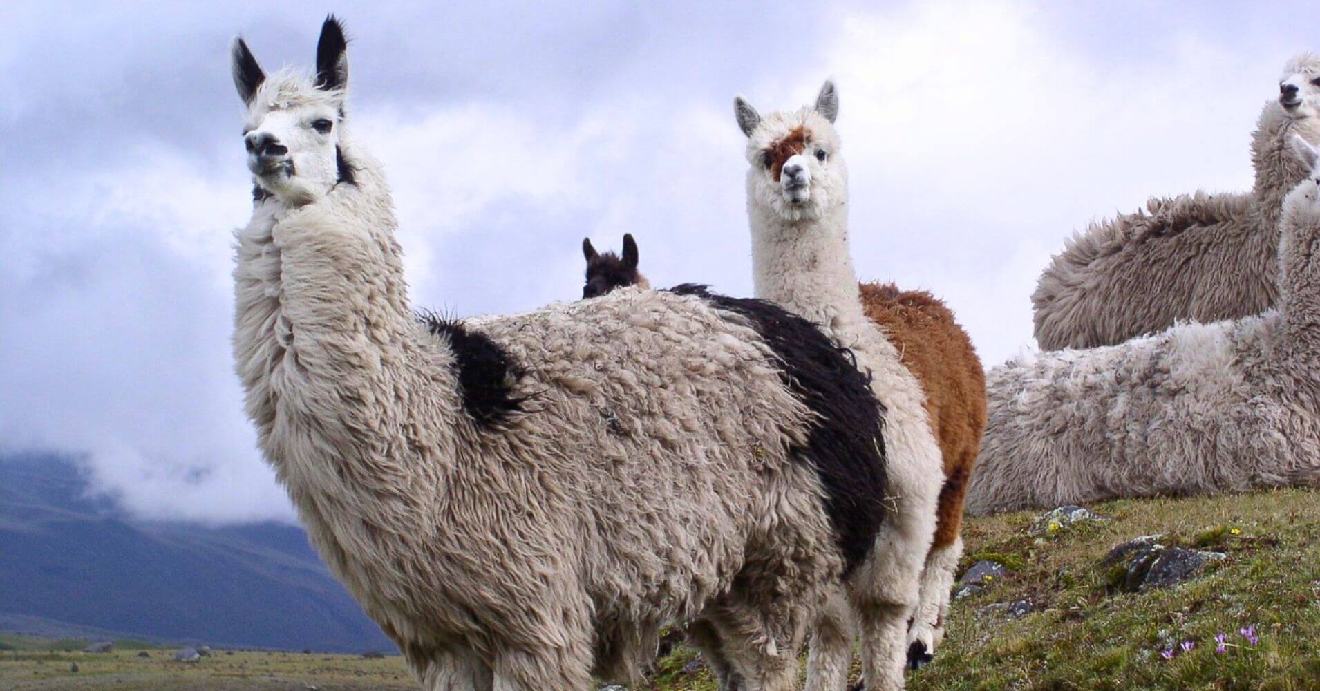 Llamas del Parque Nacional de Cotopaxi. Ecuador.