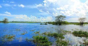Manglares, Humedales de Florida. Estados Unidos.