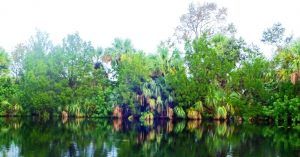 Manglares y Humedales de Florida. Estados Unidos.