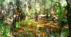 Manglares y Pantanos de Erna Nixon Park. Melbourne, Florida. Estados Unidos.