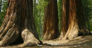 Mariposa Grove. Sequoias Gigates. California, Estados Unidos.