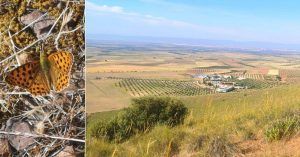 Mariposa y Subida a la Sierra de la Oliva. Almonacid de Toledo, Castilla la Mancha.