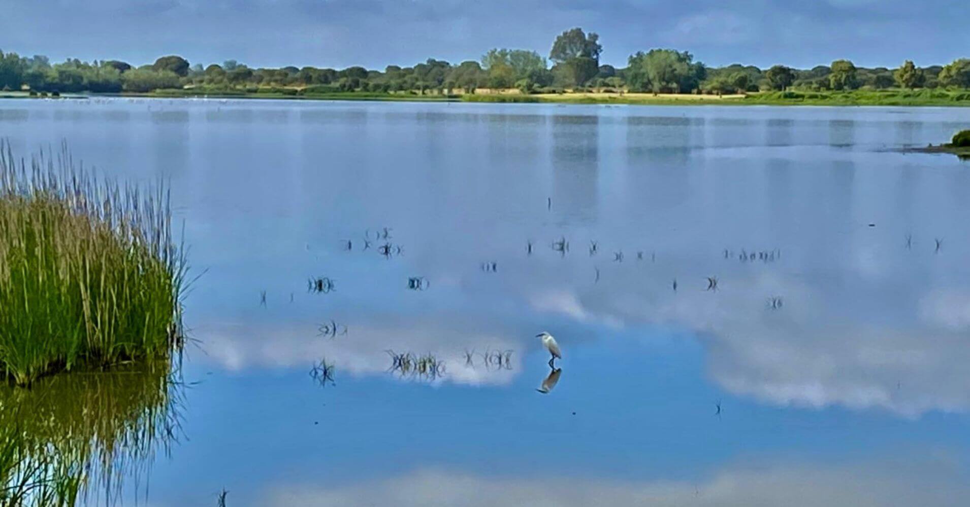 Marisma Madre. Doñana, Huelva. Andalucía. Marisma Madre. Doñana, Huelva. Andalucía.