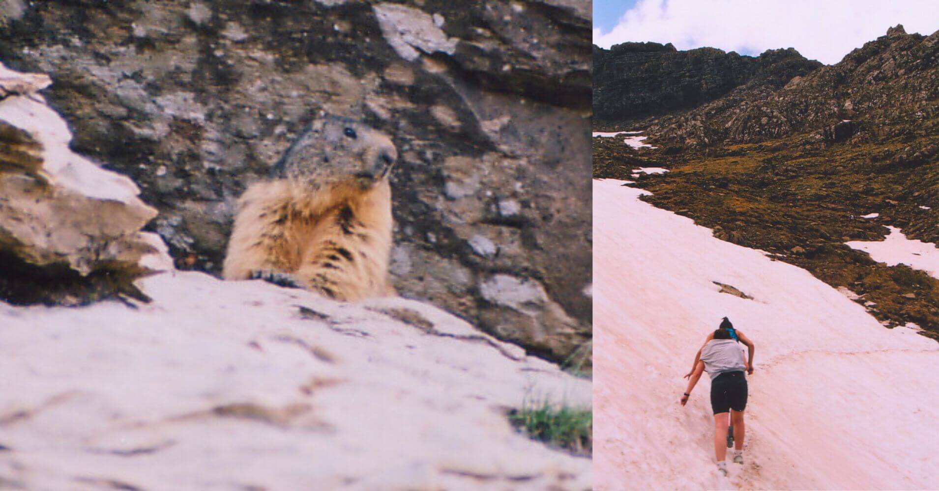Marmota en la Subida por la Nieve al Lago de Marbore. Huesca.