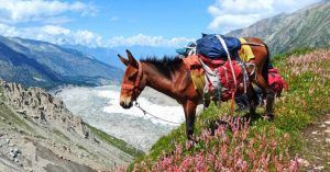 Mula en el Campamento Base de Fairy Meadow, Nanga Parbat. Pakistán.