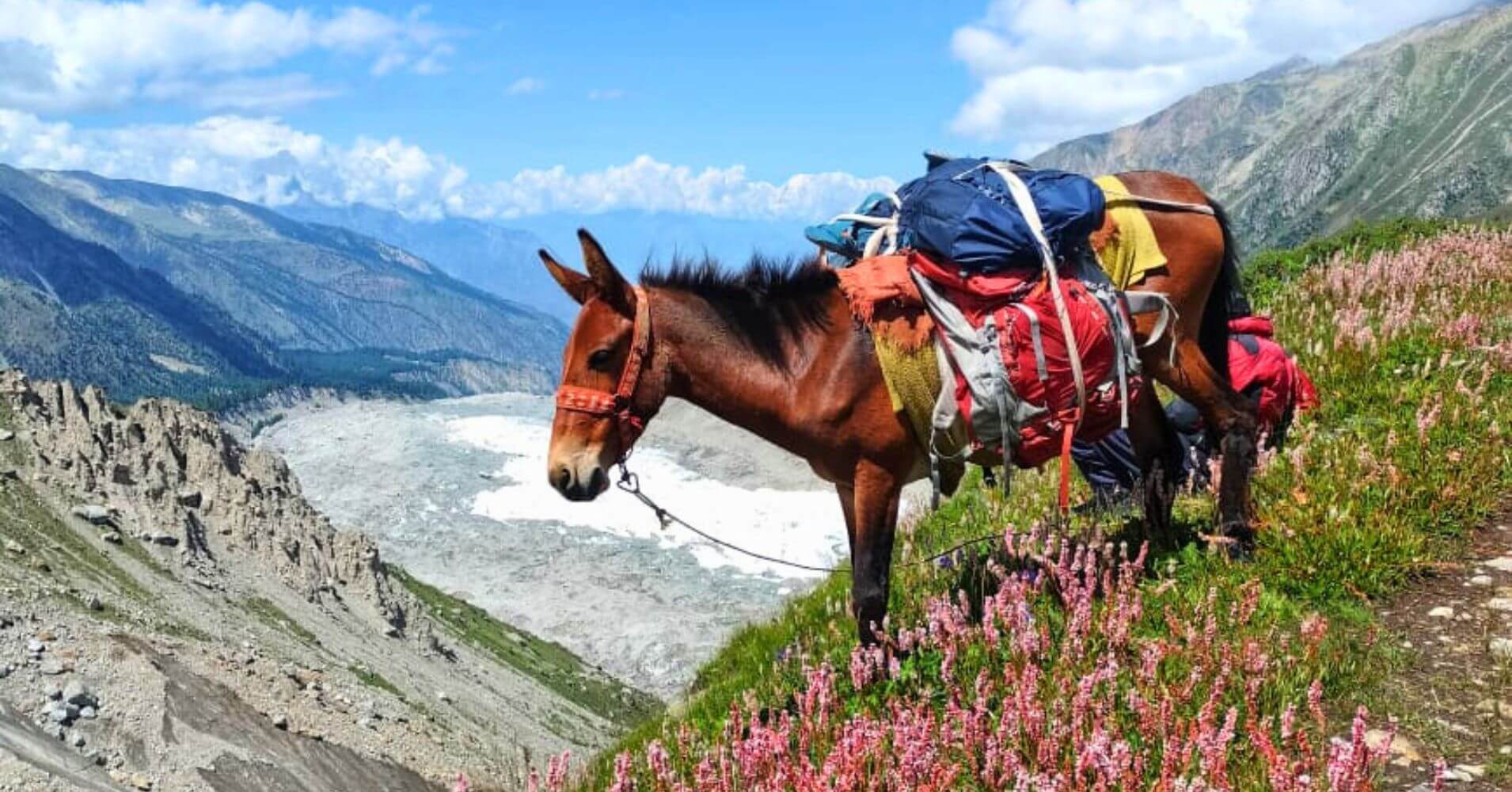 Mula en el Campamento Base de Fairy Meadow, Nanga Parbat. Pakistán.