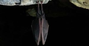 Murciélago durmiendo colgado de la pared boca abajo en una Cueva.