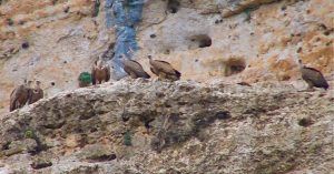 Nidadas de Buitre Leonado. Parque Natural Hoces del Río Duratón. Sepúlveda, Segovia. Castilla y León.