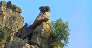Nidadas de Buitres en la Ruta en Piragua por el Bajo Alagón. Alcántara, Cáceres. Extremadura.