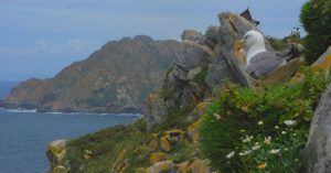 Nidos de Gaviota en Parque Nacional Islas Atlánticas. Acampada en Islas Cíes. Pontevedra, Galicia.