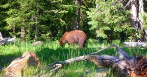 Oso Grizzlys en el Parque Nacional de Yellowstone. Wyoming, Estados Unidos.