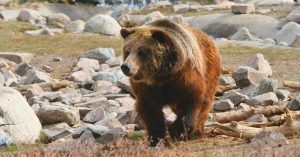Oso del Parque Nacional Yellowstone. Estados Unidos.