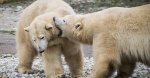 Oso Polar o Blanco de Alaska.