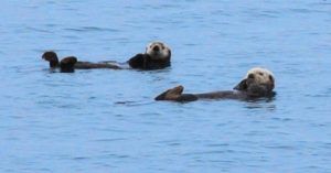 Osos en el Parque Nacional Fiordos de Kenai. Alaska, Estados Unidos.