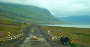 Ovejas de Hallormsstadur Este de Islandia.